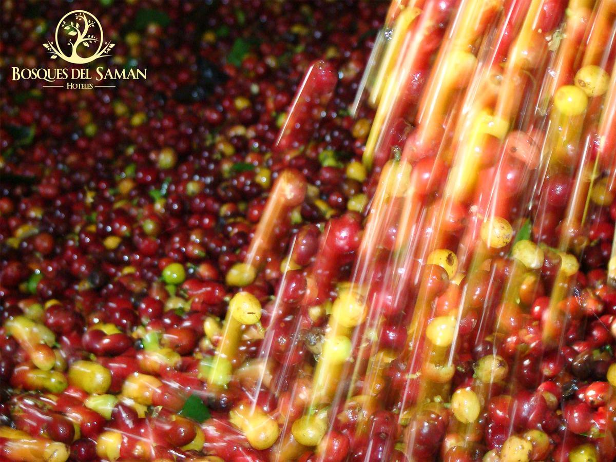 Hotel Bosques Del Saman Alcala 金巴亚 外观 照片